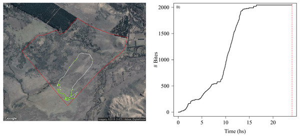 Spatial and temporal patterns of bite dynamics of a sheep during 24 hs.