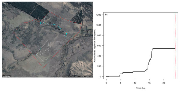 Spatial and temporal patterns of vigilance dynamics of a sheep during 24 hs.