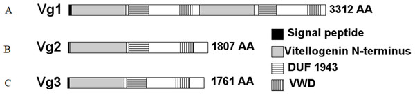 Structural domains identified in the S. invicta predicted Vg proteins, (A) Vg1, (B) Vg2, (C) Vg3.