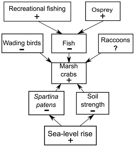 Conceptual model of marsh crab responses to the interactive effects of bottom-up (sea-level rise) and top-down (predation) processes.