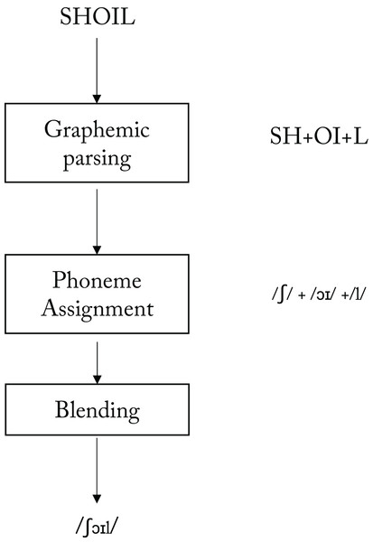 A model of a grapheme-to-phoneme conversion system for reading aloud (adapted from Coltheart, 1987, Figure 1.3, p. 16).