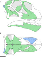 Cranial Anatomy Of Bellusaurus Sui (Dinosauria: Eusauropoda) From The ...