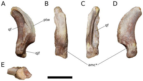 Cranial Anatomy Of Bellusaurus Sui (Dinosauria: Eusauropoda) From The ...