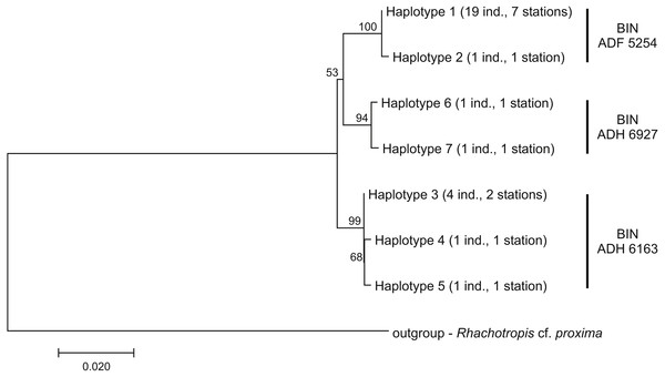 Neighbour-joining tree of the identified COI haplotypes with indication of the Barcode Identity Numbers (BINs) ascribed by Barcoding of Life Data Systems.