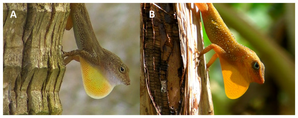 Anolis cristatellus (A) and A. oculatus (B) males displaying (dewlap extension) in Calibishie (Dominica, 2016).