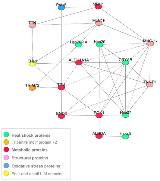 A correlation network showing the most robust correlations between the proteins obtained for the 5 muscles.