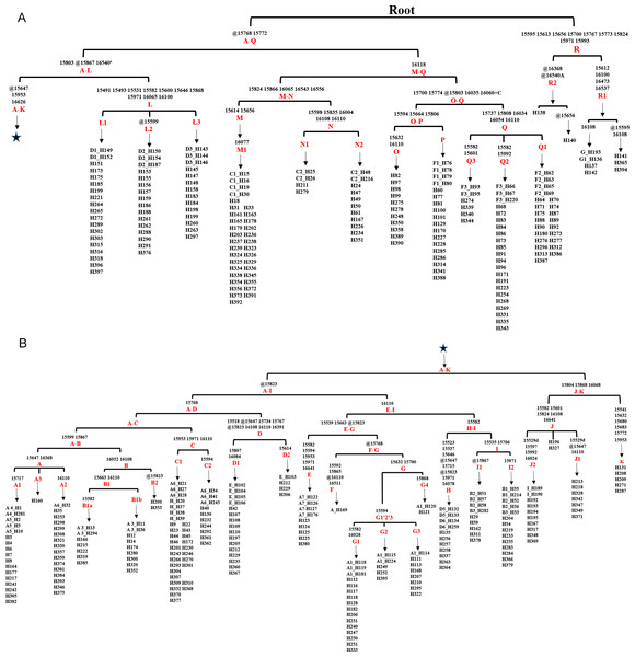 Haplogroup tree of HVR-1 sequences from the studied horses.