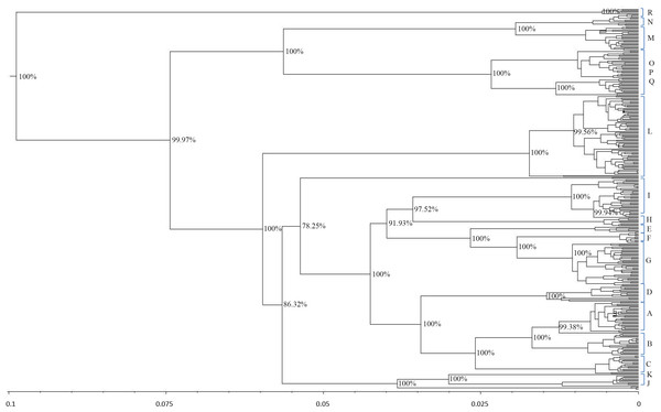 Schematic phylogeny of mtDNAs genome from modern horses.