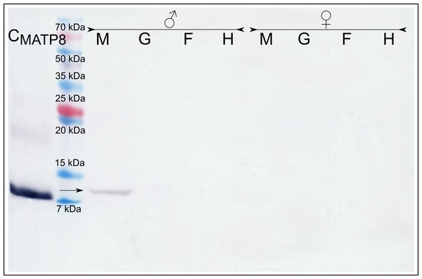 Male ATP8: tissue segregation.
