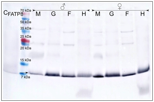 Female ATP8: tissue segregation.