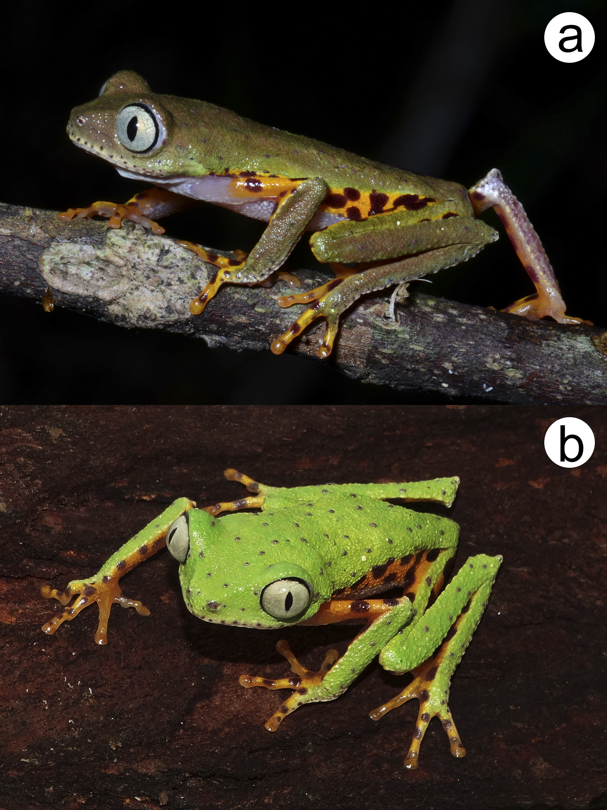 A New Species Of Spotted Leaf Frog Genus Phasmahyla - 
