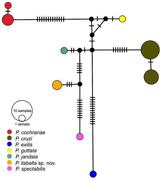 Median-Joining haplotype networks with base on the attribution of specimens on the basis of their mtDNA (16S) haplotype.