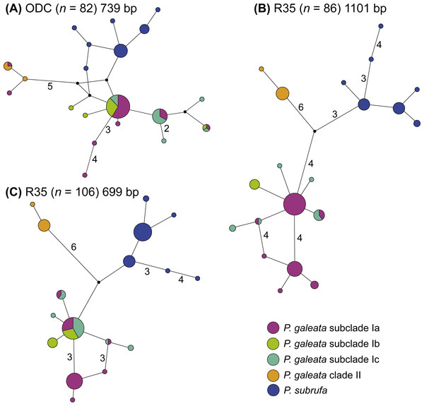 Parsimony networks for nuclear haplotypes of Pelomedusa galeata and P. subrufa (A–C).