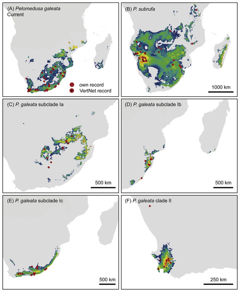 Climatic niche models for Pelomedusa galeata (A), P. subrufa (B) and genetic clusters within P. galeata (C–F) under current climatic conditions.