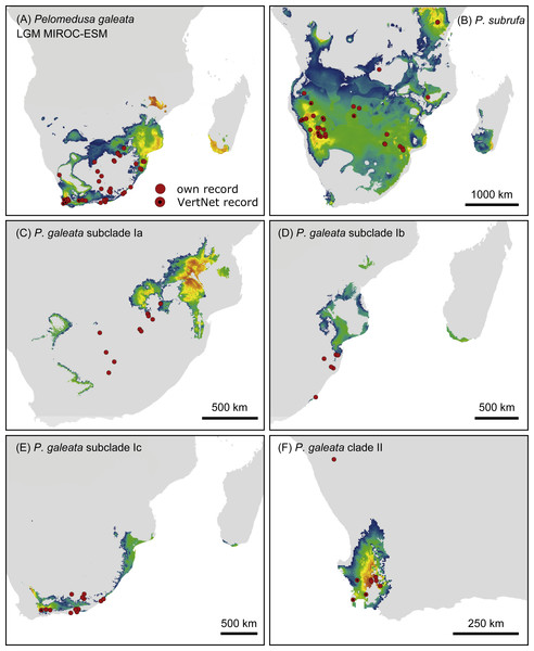 Predicted climatic niches for Pelomedusa galeata (A), P. subrufa (B) and genetic clusters within P. galeata (C–F) during the Last Glacial Maximum (MIROC-ESM).