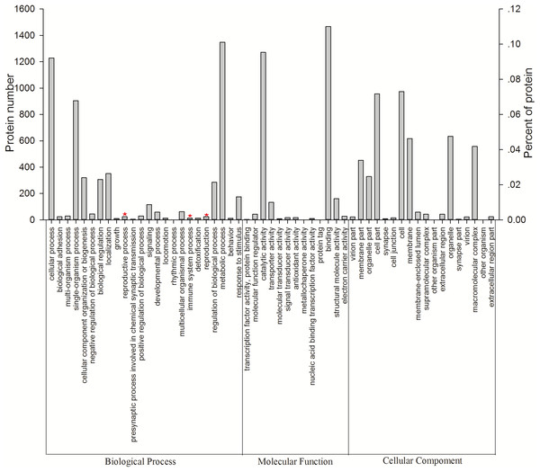 Vertical graph of gene ontology classifications for proteins identified from Wolbachia-infected and Wolbachia-free N. vitripennis proteomics.