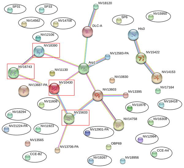 Interaction network among differentially expressed proteins, immune-related proteins, and reproductive proteins, as revealed by the STRING database.