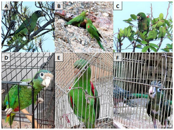 Parrot species.