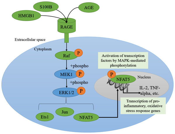 AGE-RAGE signaling can activate ERK1/2 signaling and downstream pro-inflammatory transcription factors.