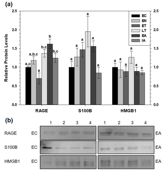 Relative total protein levels of RAGE andligands S100B and HMGB1 in brown adipose tissue (BAT) of 13-lined groundsquirrels.