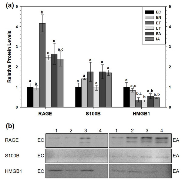 Relative total protein levels of RAGE andligands S100B and HMGB1 in white adipose tissue (WAT) of 13-lined groundsquirrels.