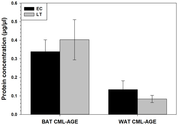 Calculated concentrations of carboxymethyl-lysine (CML) AGE in 13-lined ground squirrel BAT and WAT.