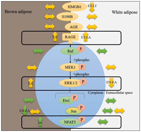 Hibernating 13-lined ground squirrelsdifferentially regulate RAGE and downstream ERK1/2 signaling pathway proteinsin white and brown adipose tissues.