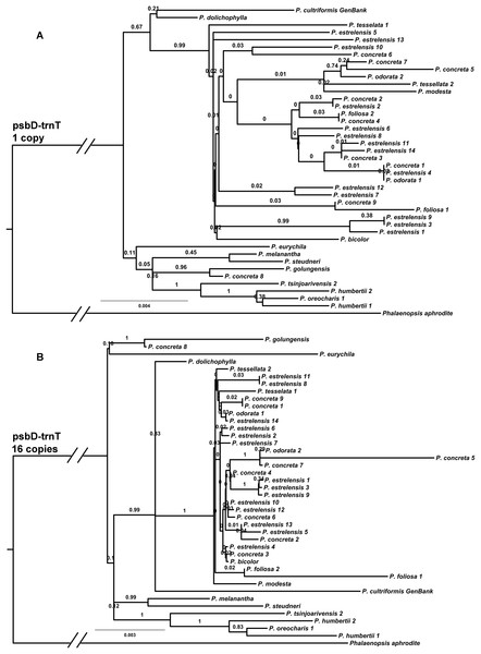 Phylogeny of the psbD-trnT region estimated using Bayesian analysis and rooted using P. aphrodite.