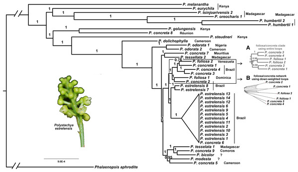 Plastid phylogeny from Bayesian analysis rooted using P. aphrodite.