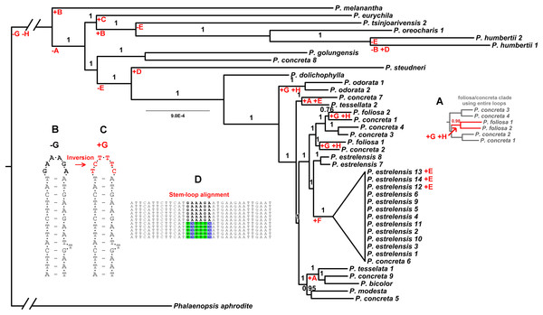 Parsimonious gains and losses of non-coding loop inversions in Polystachya relative to the outgroup sequence, P. aphrodite, mapped on to the plastid phylogeny.