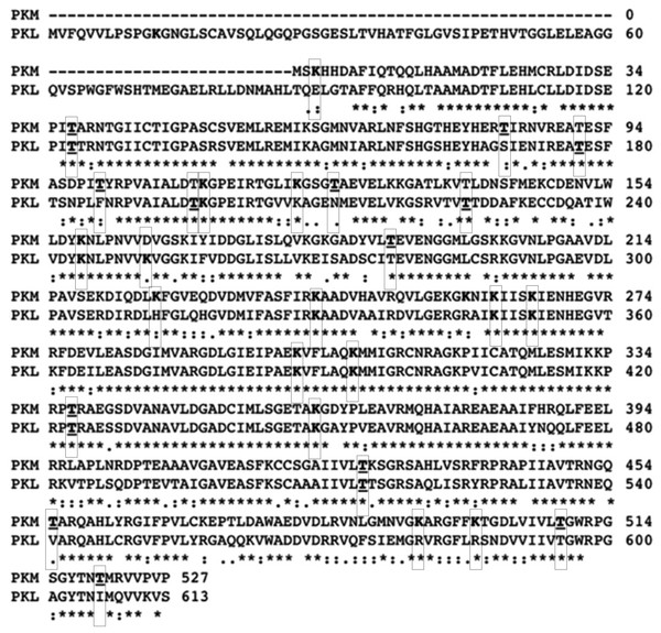 Muscle and liver pyruvate kinase sequence alignment.