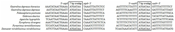 Sequence alignments of atp8/atp6 and nad4/nad4l of coleopteran insects.