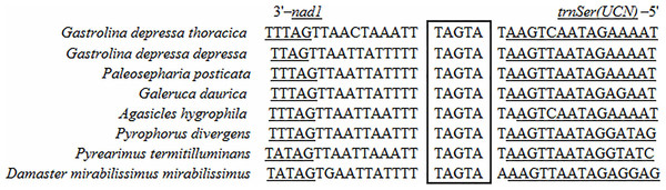 Sequence alignment of the space region between nad1 and trnS2 (UCN) of coleopteran species.