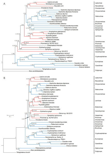Phylogenetic trees based on (A) the nucleotide and (B) the amino acid datasets for 13 protein-coding genes from the mitochondrial genomes of 36 species.
