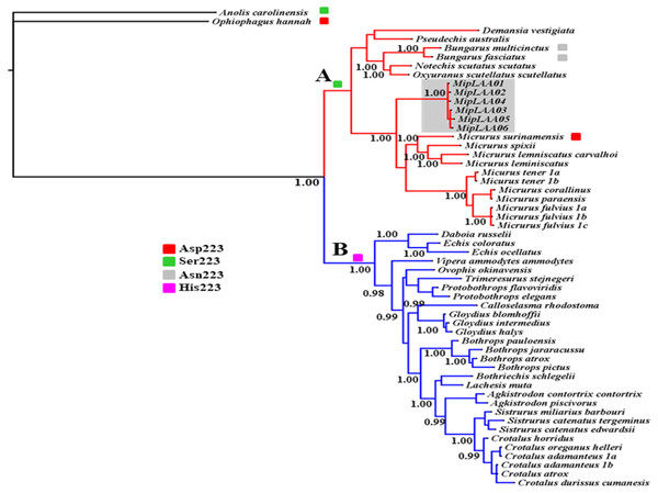 Bayesian phylogeny of relationship among LAAOs of venoms from the Elapidae (17 species) and Viperidae (30 species) families.