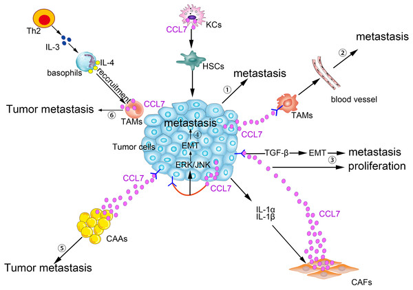 Pro-tumor effects of CCL7 in tumor microenvironment.