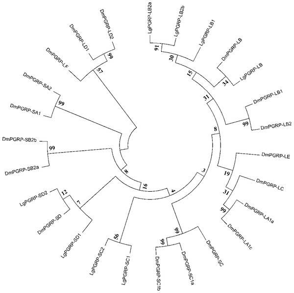 Phylogenetic relationships among PGRPs from Leguminivora glycinivorella and Drosophila melanogaster.