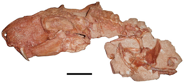 Holotype of Gorynychus masyutinae.