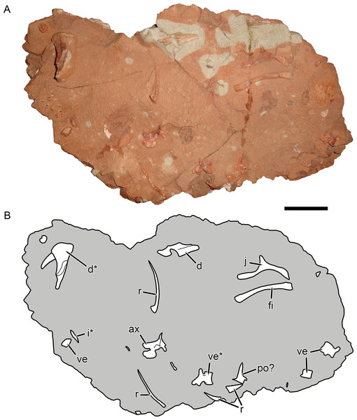 KPM 291, a block containing disarticulated elements referred to Gorynychus masyutinae gen. et sp. nov.