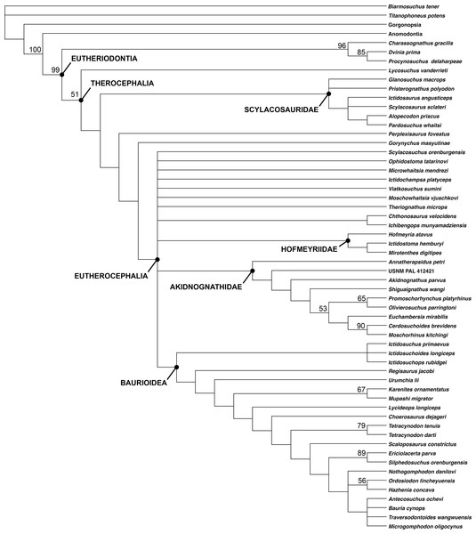 Cladogram showing phylogenetic position of Gorynychus masyutinae.
