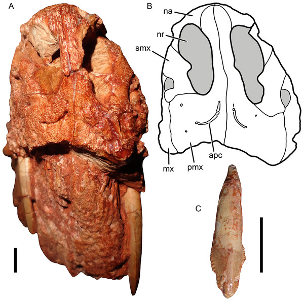 Anterior snout and dentition of Gorynychus masyutinae.