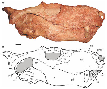 A new therocephalian (Gorynychus masyutinae gen. et sp. nov.) from the ...