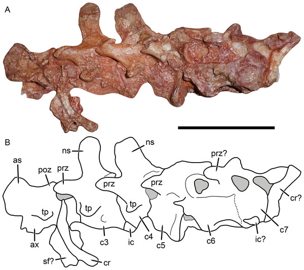 Cervical vertebrae of Gorynychus masyutinae (KPM 346–347).