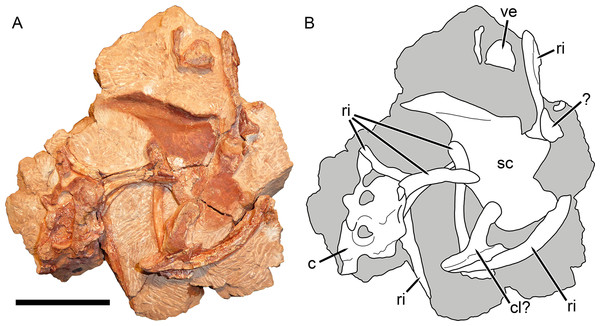 Postcranial elements of Gorynychus masyutinae (KPM 347).