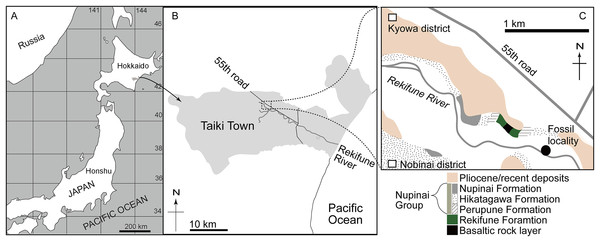 A new species of Middle Miocene baleen whale from the Nupinai Group ...