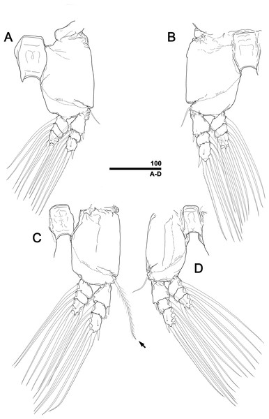 Monstrillopsis longilobata Lee, Kim & Chang, 2016, male, swimming legs with intercoxal sclerites.