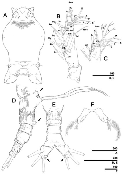 Monstrillopsis longilobata Lee, Kim & Chang, 2016, female.