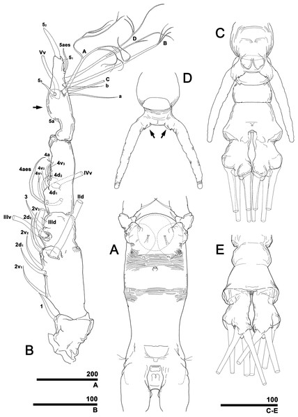 Monstrillopsis longilobata Lee, Kim & Chang, 2016, male.