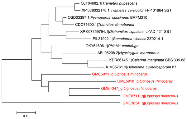 Phylogenetic relationship between putative serine proteases from L. rhinocerus and related proteins.