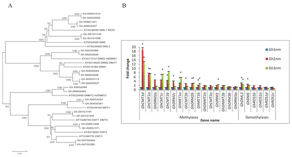Evolutionary relationships of taxa and expression profiles of DNA methyltransferase and demethylase genes in three stages of cotton.